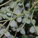 Image of Euphorbia umbellulata Engelm. ex Boiss.