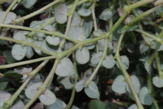 Image de Euphorbia umbellulata Engelm. ex Boiss.