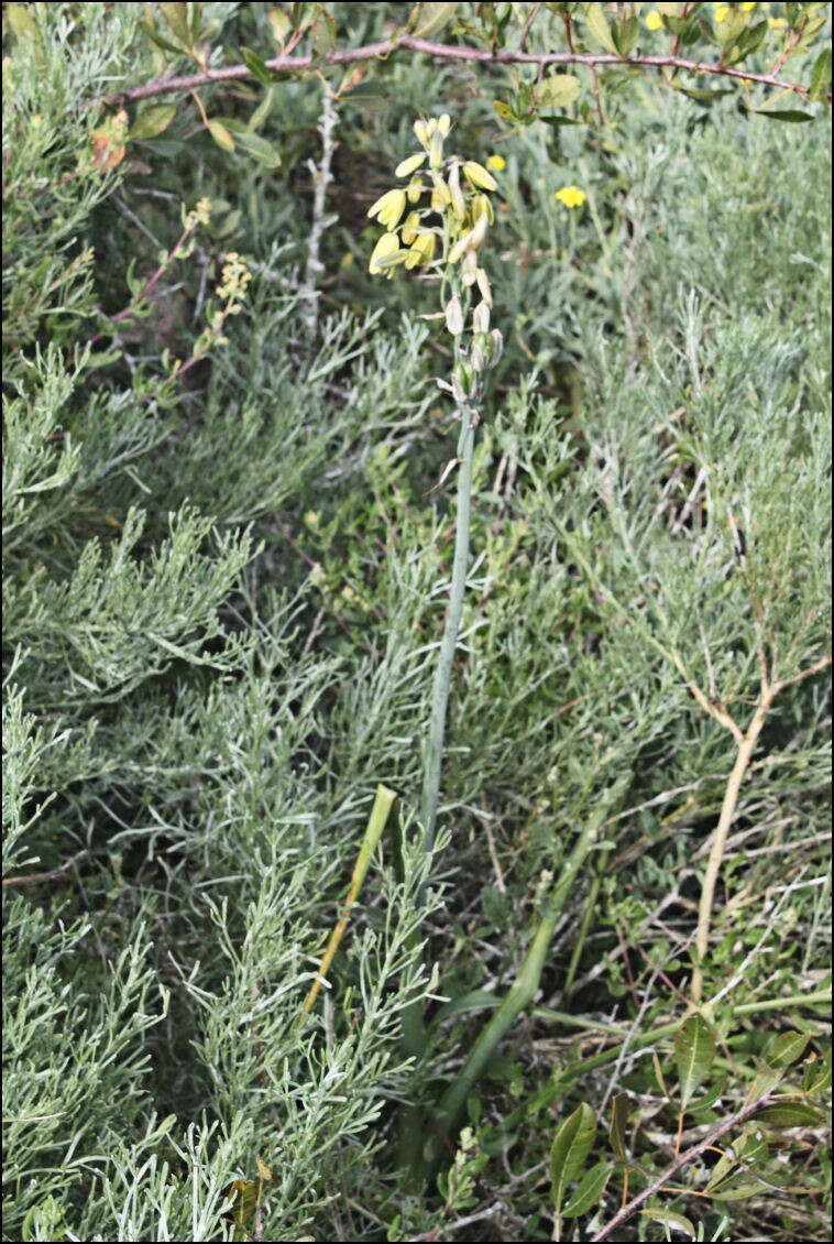 Image de Albuca fragrans Jacq.