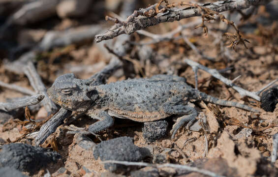 Image of Desert Horned Lizard