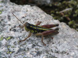 Слика од Buckellacris hispida (Bruner & L. 1885)