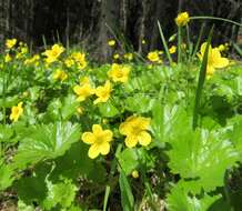 Image of Idaho barren strawberry