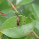 Image of Lamprystica purpurata Meyrick 1914