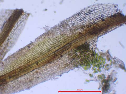 Image of Rhabdoweisia fugax Bruch & W. P. Schimper ex B. S. G. 1846