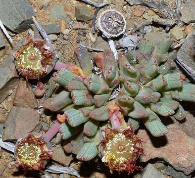 Image of Cheiridopsis namaquensis (Sonder) Hartmann