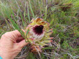 Imagem de Protea longifolia Andr.