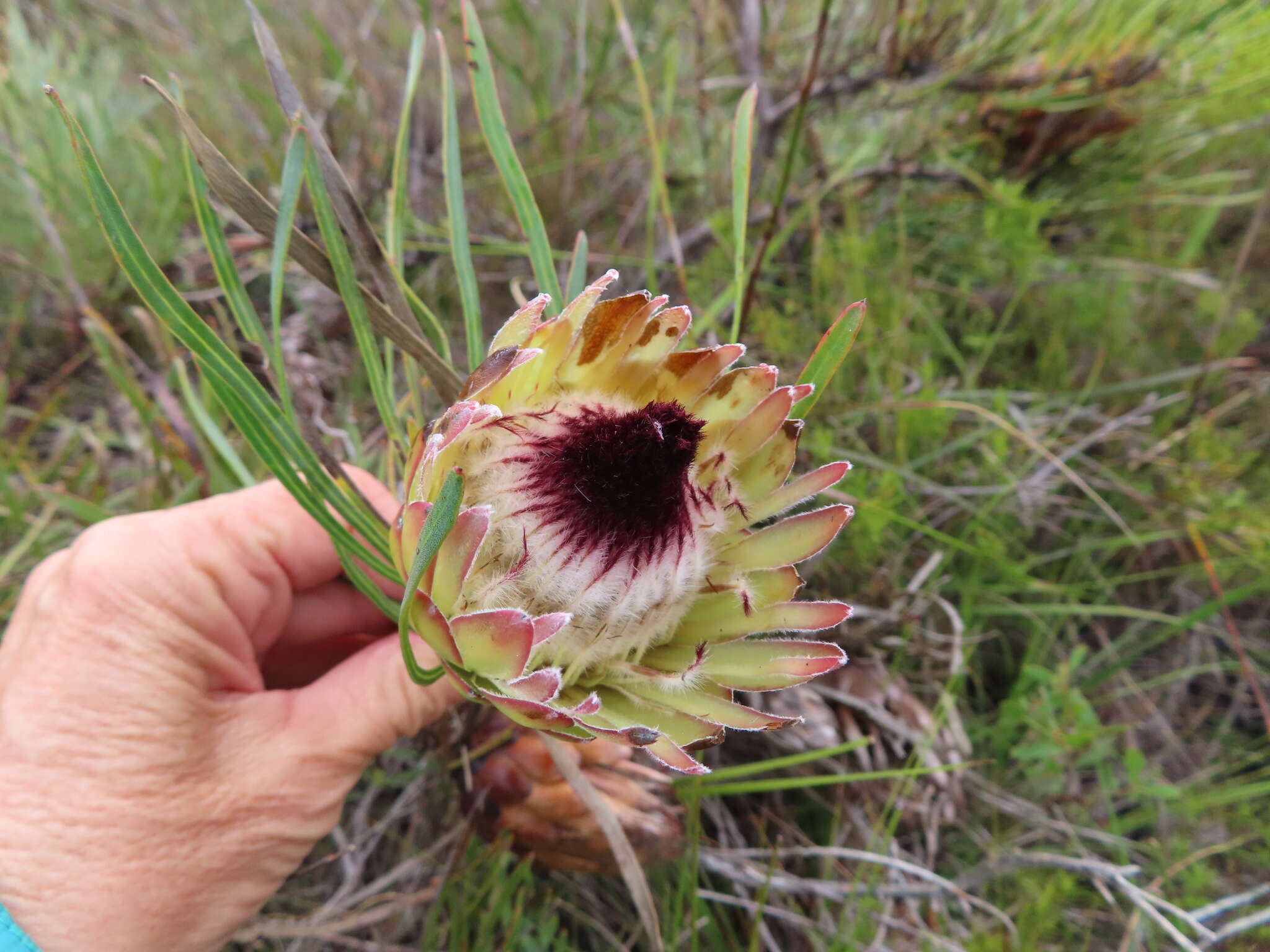 Imagem de Protea longifolia Andr.