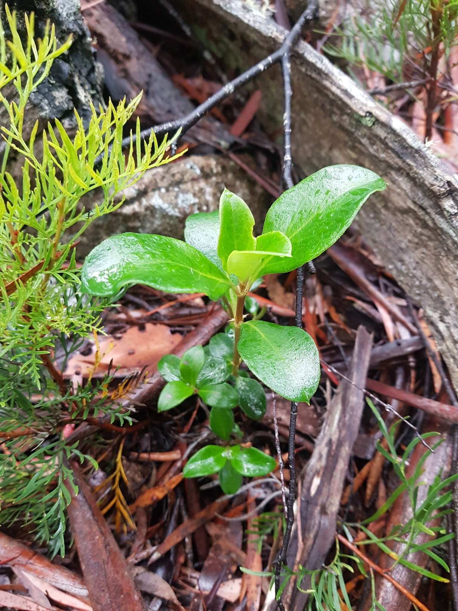 Image of Coprosma hirtella Labill.