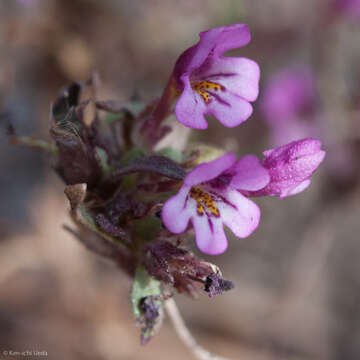 Image of Jepson's monkeyflower