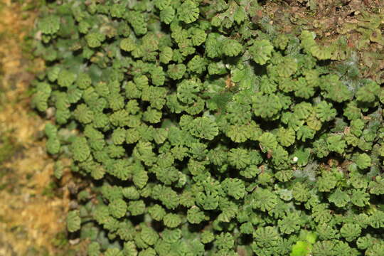 Image of Marchantia emarginata Reinw., Blume & Nees