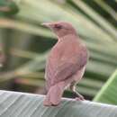 Imagem de Turdus ignobilis debilis Hellmayr 1902