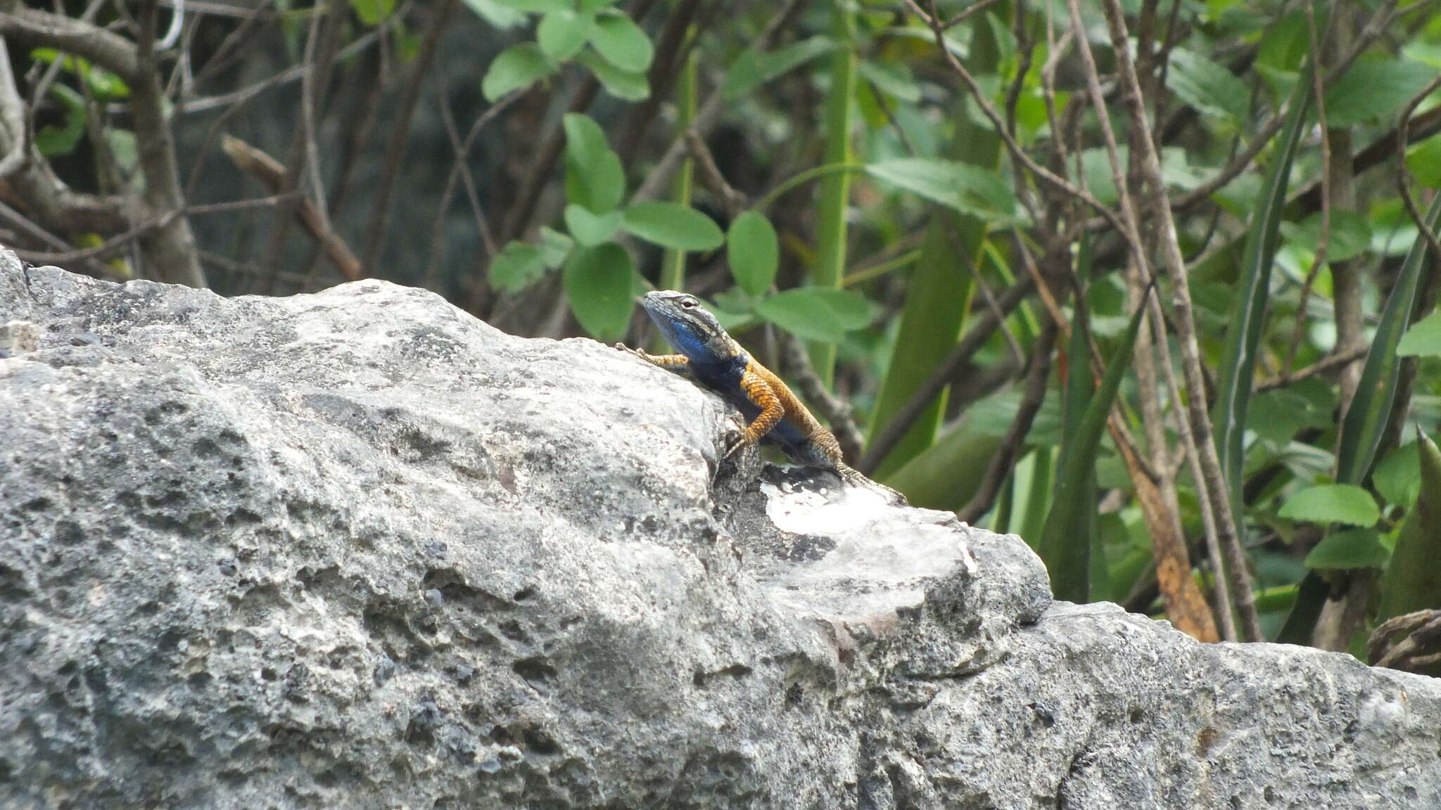 Image of Ornate Spiny Lizard