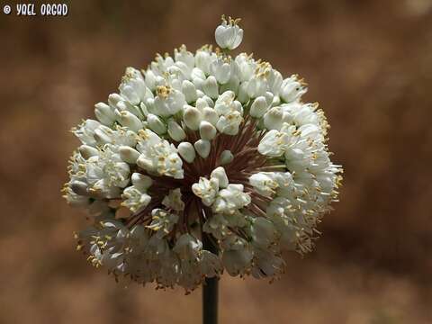 Image of Allium carmeli Boiss.