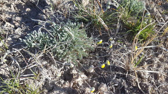 Plancia ëd Artemisia potentilloides A. Gray