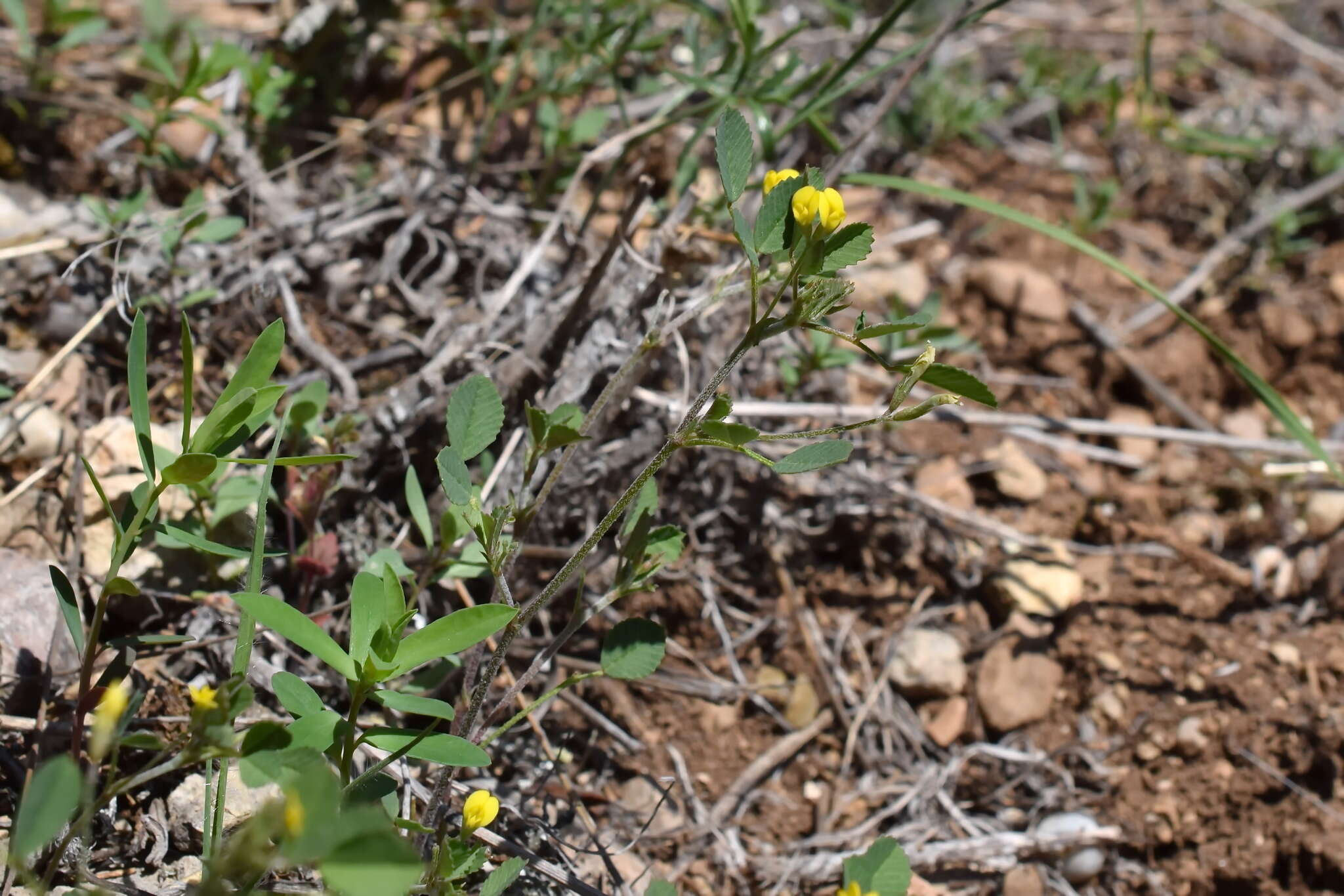 Medicago medicaginoides (Retz.) E. Small的圖片