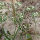 Image of Drummond's nailwort