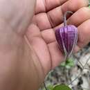 Imagem de Clematis vinacea Floden