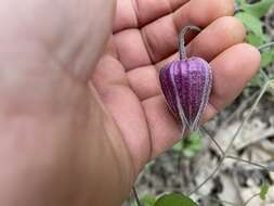 Plancia ëd Clematis vinacea Floden