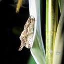 Allata argentifera Walker 1862的圖片