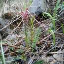 Pedicularis albertii Regel resmi