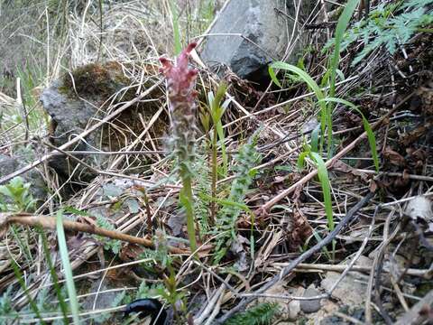 Image of Pedicularis albertii Regel