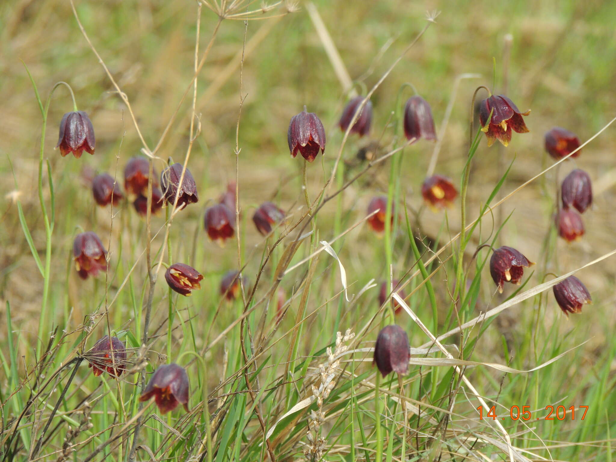 Fritillaria meleagroides Patrin ex Schult. & Schult. fil. resmi