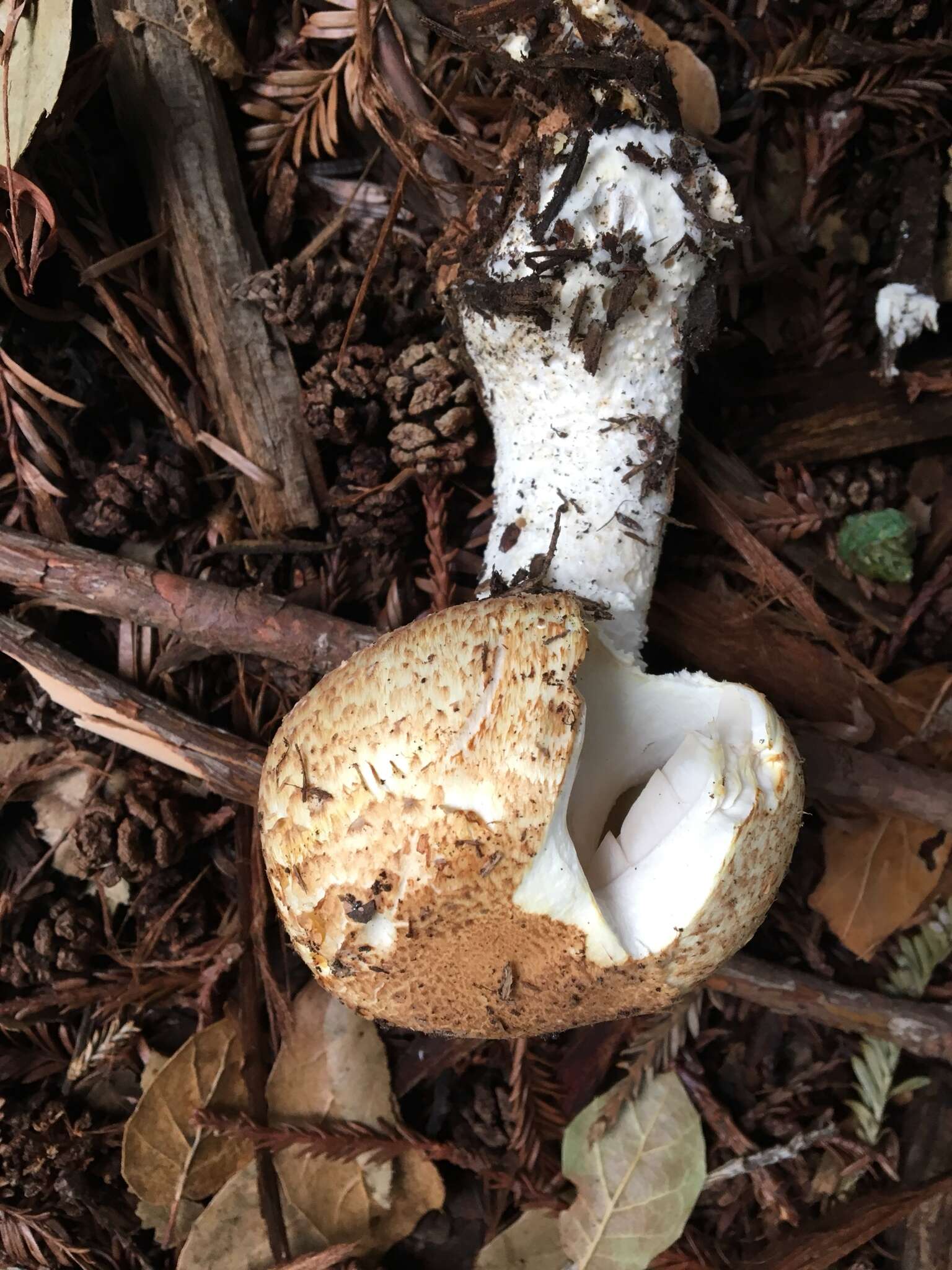 Image of Agaricus augustus Fr. 1838