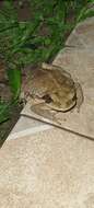 صورة Rhinella crucifer (Wied-Neuwied 1821)