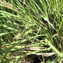 Image of Carex subdola Boott