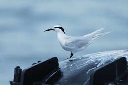 Image of Black-naped Tern