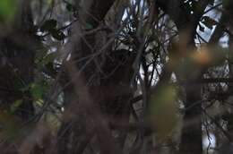 Image of African Wood Owl