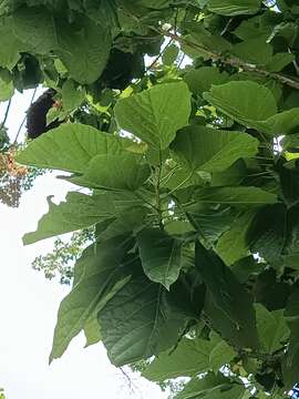 Image of Berrya cordifolia (Willd.) Burret