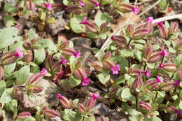 Image of Rattan's monkeyflower