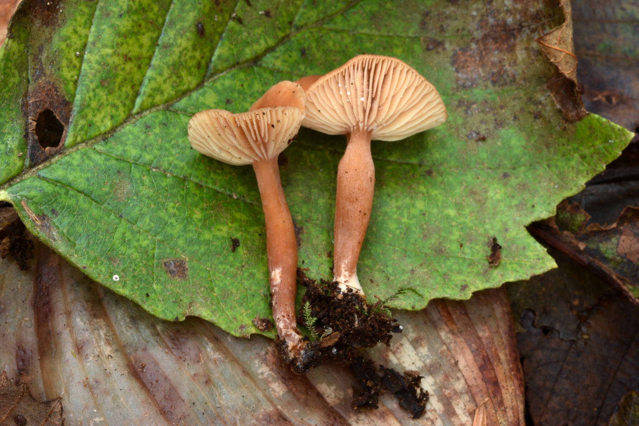 Imagem de Lactarius occidentalis A. H. Sm. 1960