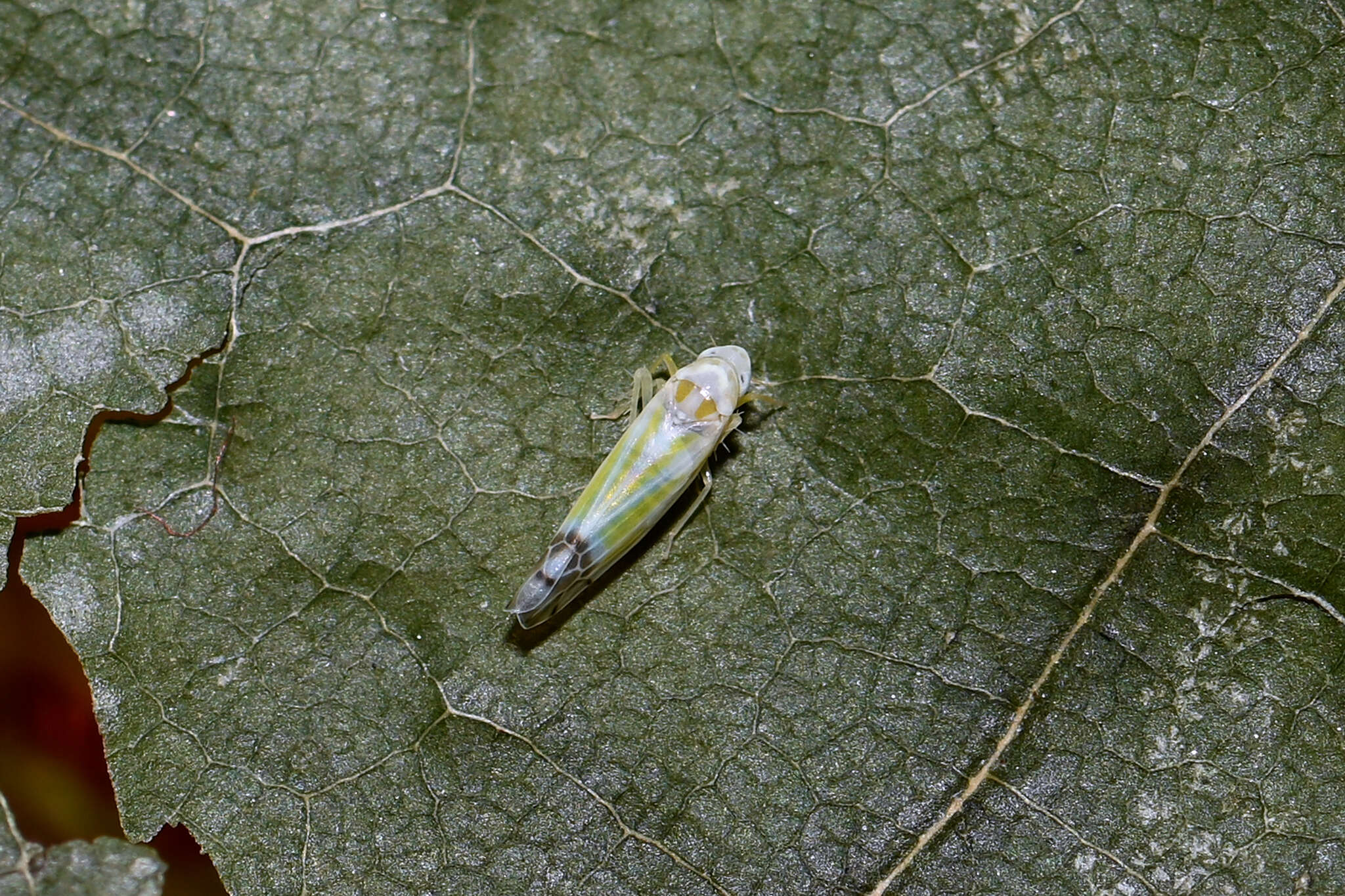 Image of Leafhopper