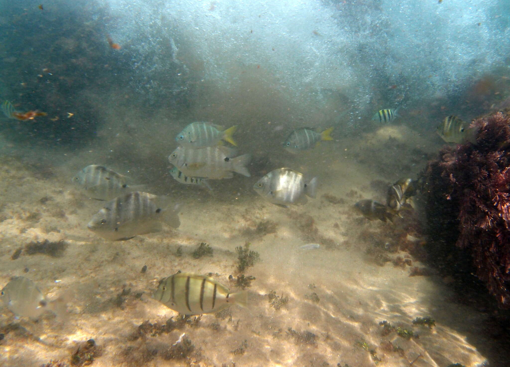 Image of Yellowtail sergeant