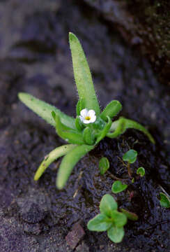 Plancia ëd Plagiobothrys orientalis (L.) I. M. Johnst.