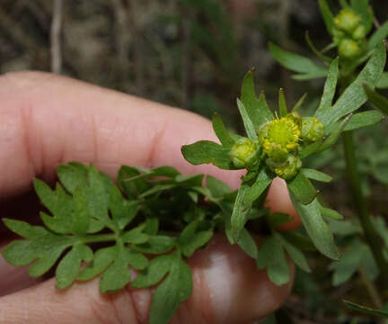 صورة Ranunculus ranunculinus (Nutt.) Rydb.