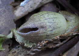 Image of Asarum kurosawae Sugimoto