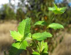 Image of Gonocarpus urceolatus A. E. Orchard