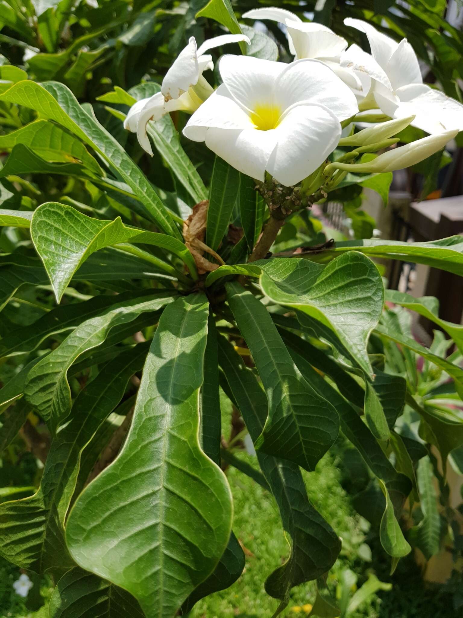 Image of bridal boquet