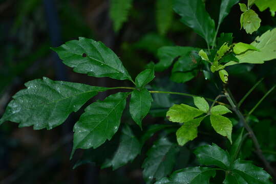 Image of Vitex quinata (Lour.) F. N. Williams