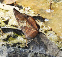 Imagem de Charaxes bernardus Fabricius 1793