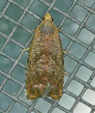 Image of Hickory Shuckworm Moth