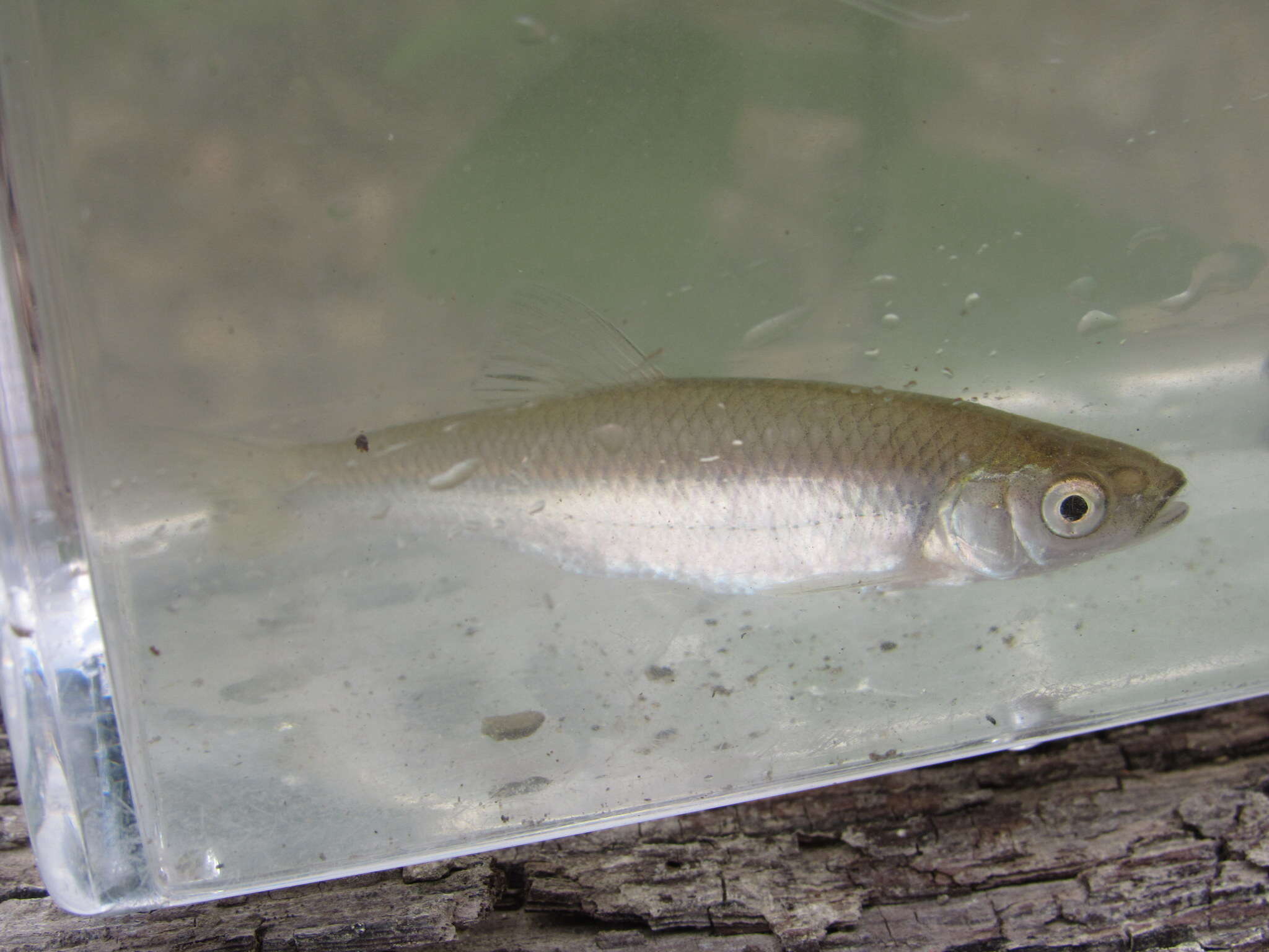 Image of Spotfin shiner