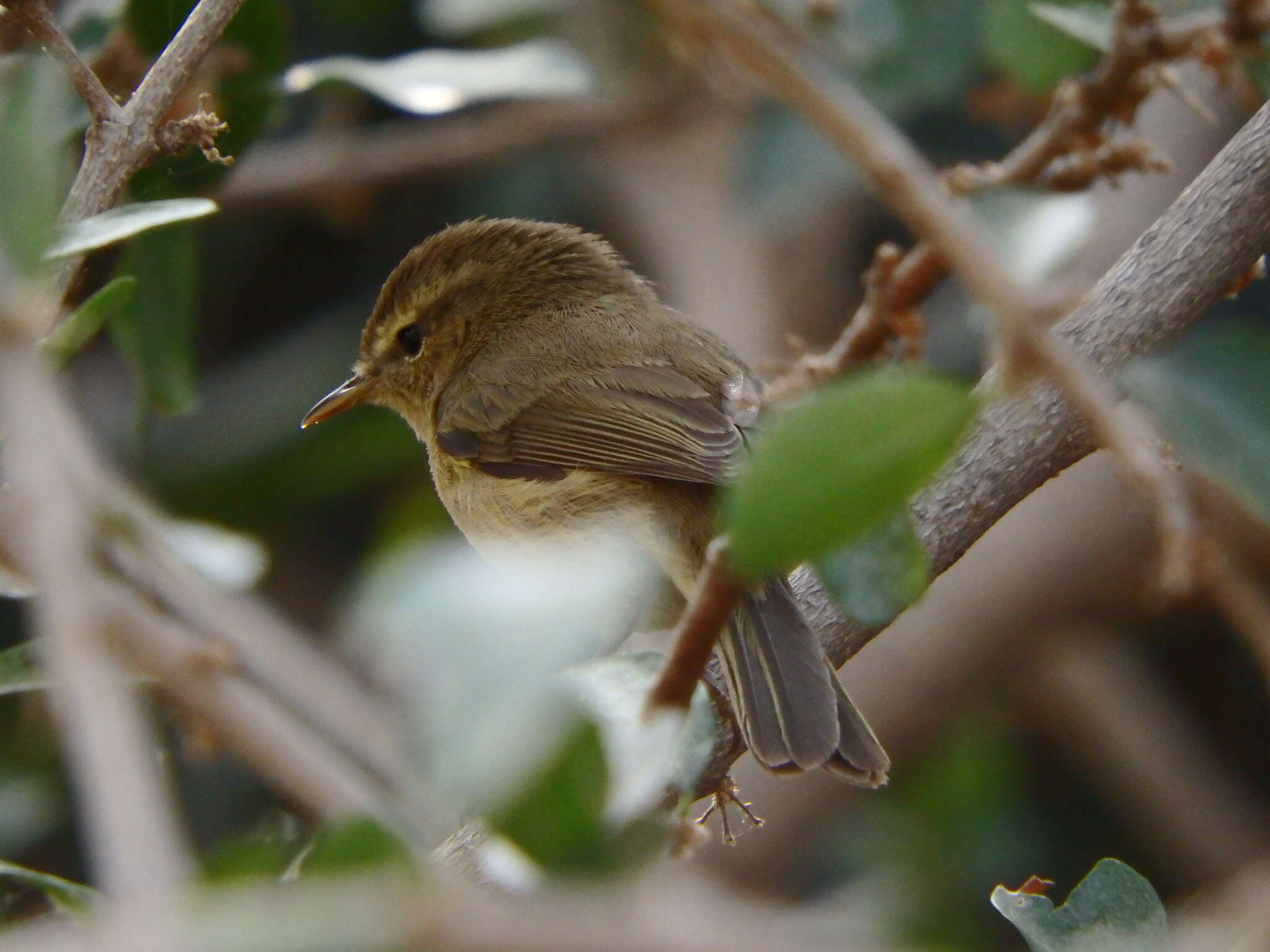 Image of Canary Islands Chiffchaff