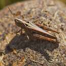 Image of Rock-dwelling Grasshopper