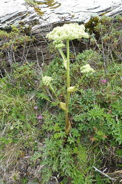 Image of Angelica morrisonicola Hayata