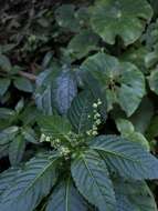 Image of Mercurialis leiocarpa Siebold & Zucc.