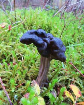 Image of Helvella vespertina N. H. Nguyen & Vellinga 2013